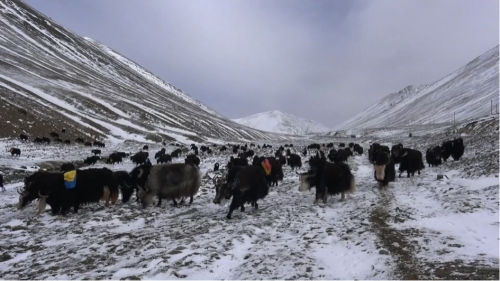 Soirée Ciné-rencontre. Le Tibet